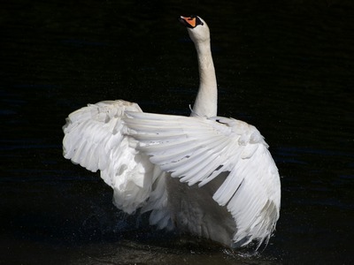 Muted Swan