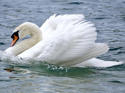Mute Swan
