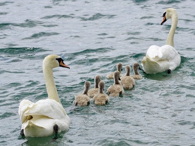 Muted Swan