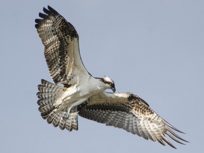 Osprey