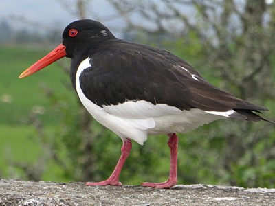 Oyster Catcher