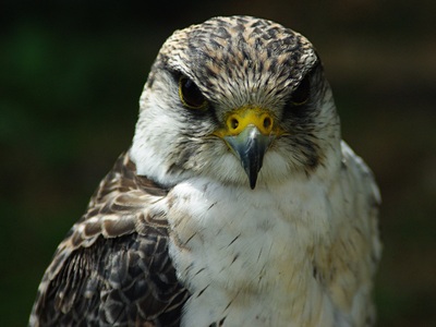 Peregrine
