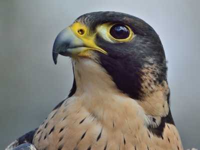 Peregrine Falcon