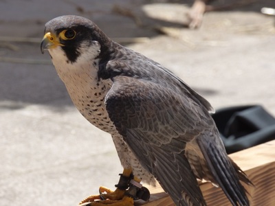 Peregrine Falcon