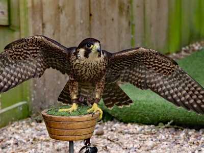 Peregrine Falcon