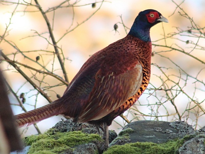 Pheasant