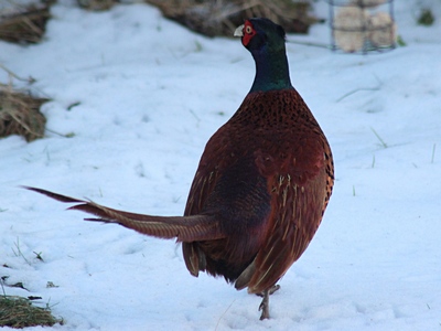 Pheasant