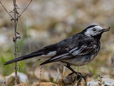 Pied Wagtail