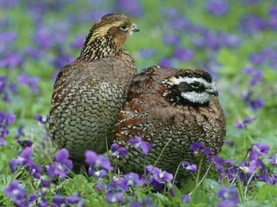 Quail