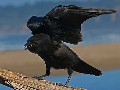 Raven
