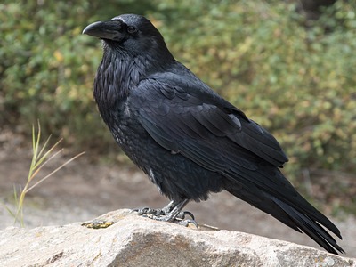 Raven closeup
