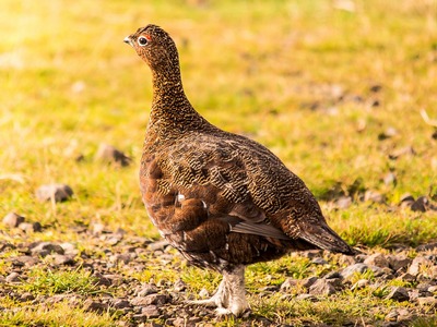Red Grouse