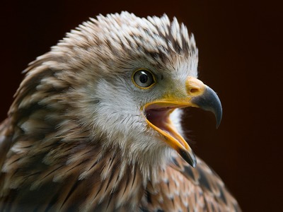 Red Kite