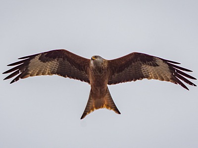 Red Kite