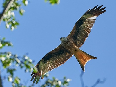 Red Kite