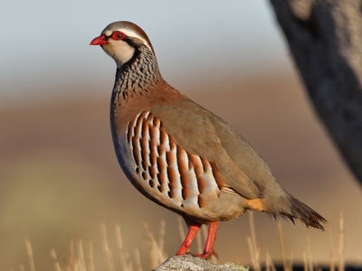 Red Legged Partridge