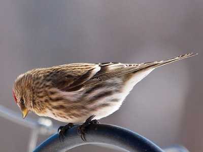 Lesser Redpoll
