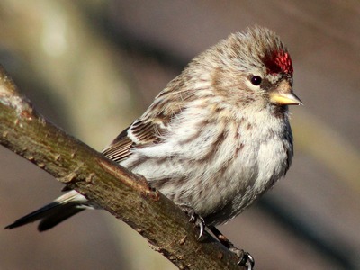 Redpole