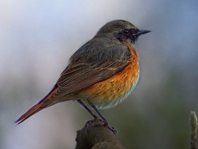 Redstart