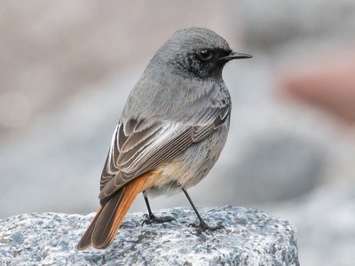 Redstart