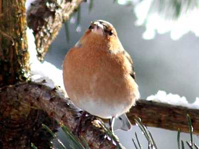 Robin