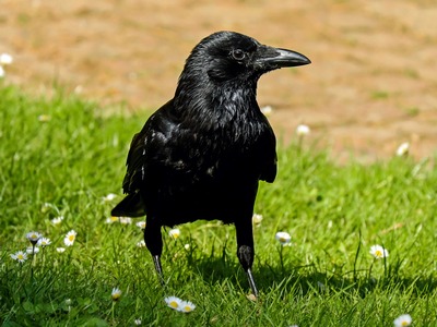 Rook