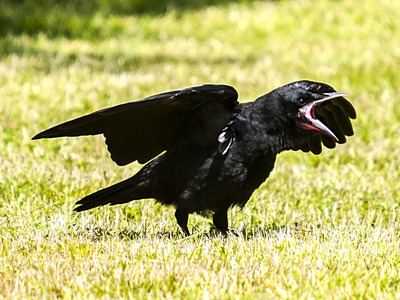 Rook