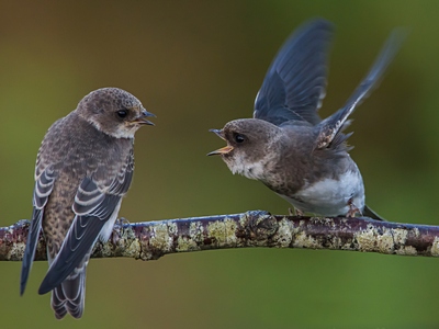 Sand Martin