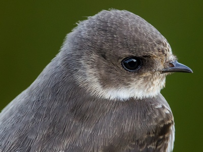 Sandmartin