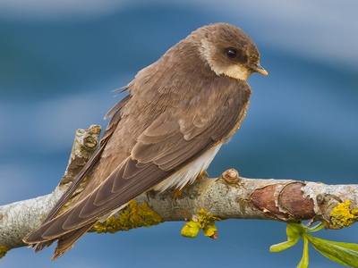Sand Martin