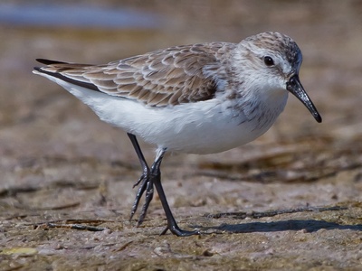 Common Sandpiper
