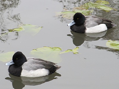 Scaup