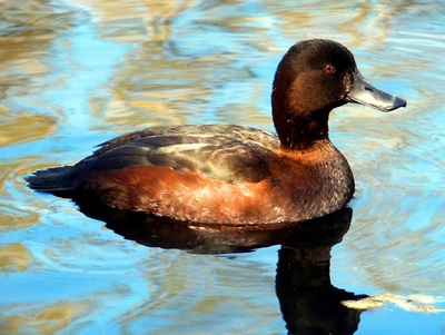 Scaup