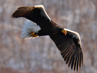 Sea Eagle