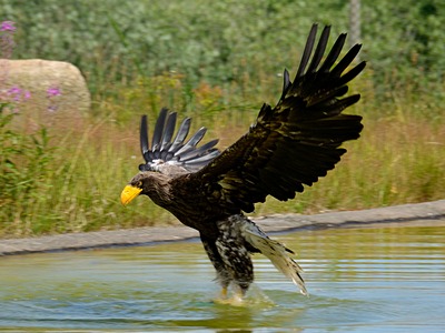 Sea Eagle