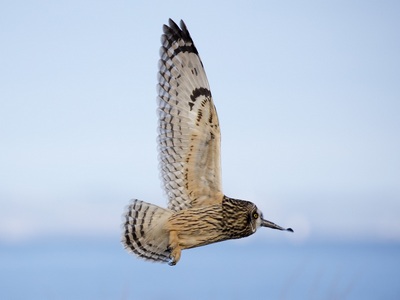 Short-Earred Owl