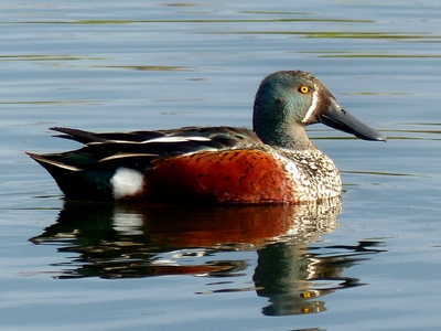 Shoveler