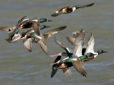 Shoveler