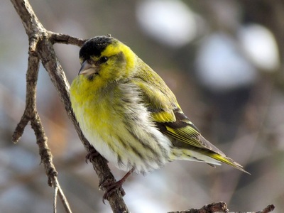 Siskin