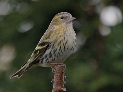 Siskin