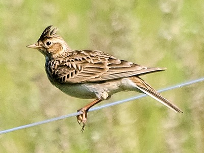 Skylark