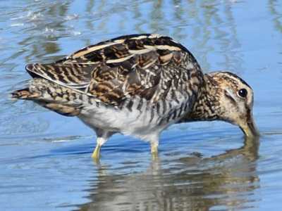 Snipe