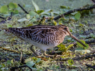 Snipe