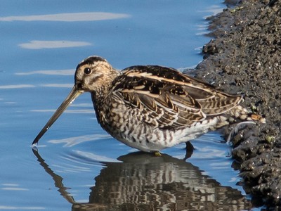 Snipe