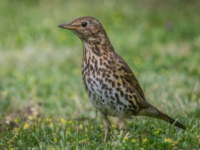 Song Thrush