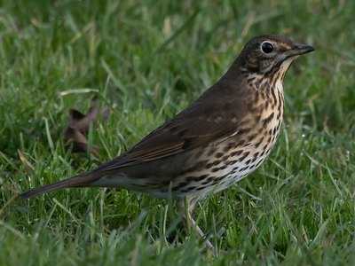 Song Thrush