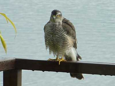 Sparrowhawk
