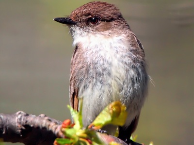 Fly Catcher