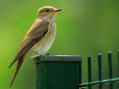 Spotted Flycatcher