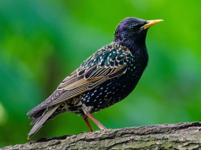 Starling